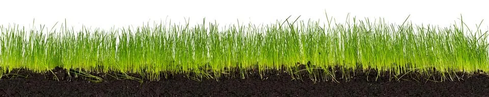 Green grass with ground Stock Photos