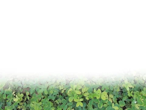 Green grass ground Stock Photos