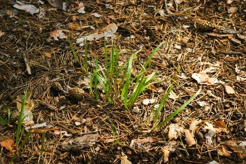 Green grass on the ground sprouts through rotting needles and foliage Foto stock