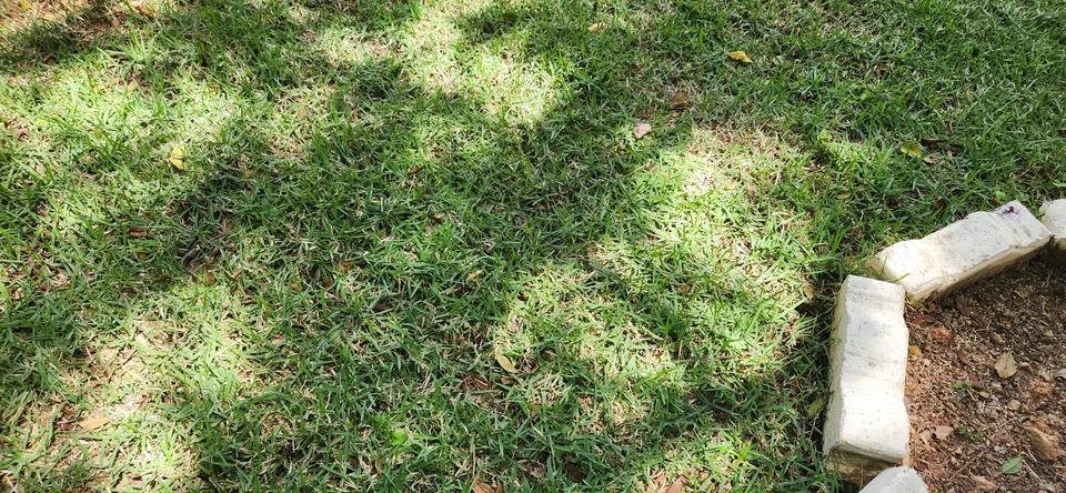 Green Grass on Ground Surface Stock Photos