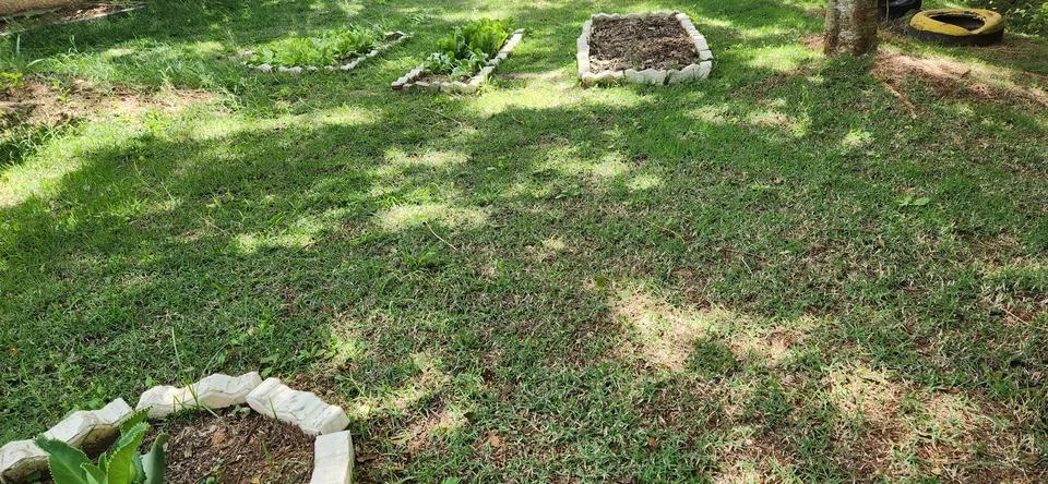 Green Grass on Ground Surface Stock Photos