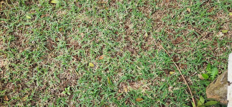Green Grass on Ground Surface Stock Photos