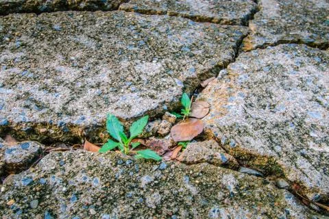 The green grass growing between the broken concrete Stock Photos