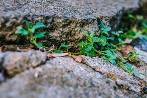 The green grass growing between the broken concrete Stock Photos