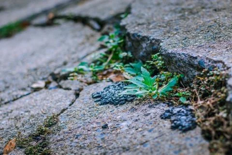 The green grass growing between the broken concrete Stock Photos