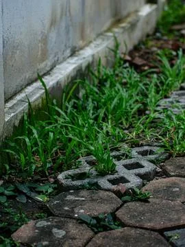 Green Grass Growing Between Concrete Pavers Along Weathered Garden Wall Foto stock