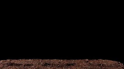 Green grass growing on the black background (Time Lapse) Stock Footage 10720991