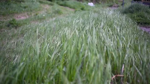 Green grass growing in the breeze Vídeos de archivo 71256476