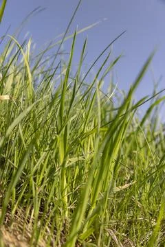 Green grass growing on a hill in spring Foto stock