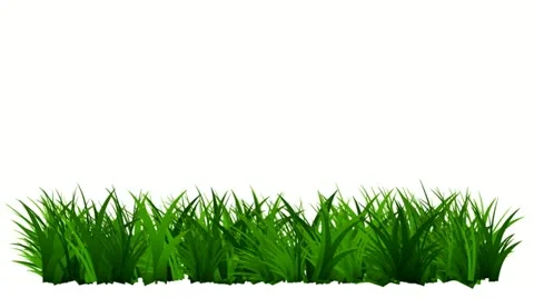Green Grass Growing , Isolated On White Background Stock Footage 12586737