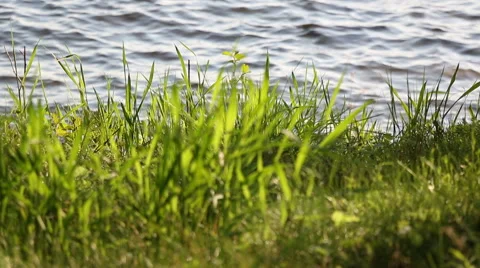 Green grass growing at lakeside Stock Footage 42474451