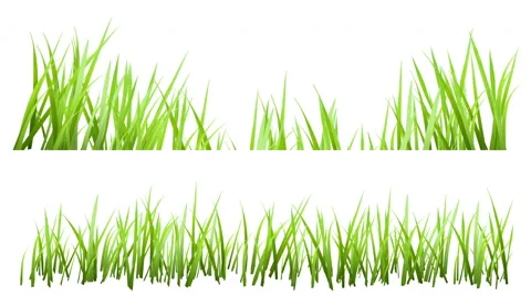 Green Grass Growing with Matte, isolated on White Background Stock Footage 58241434