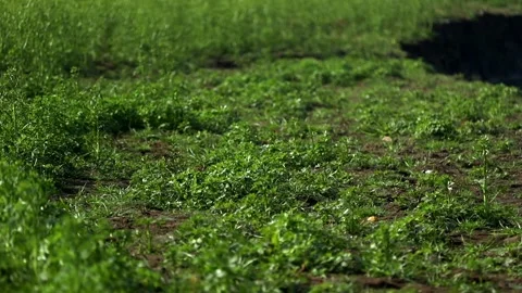 Green grass growing on moist soil in natural landscape Stock Footage 327179736