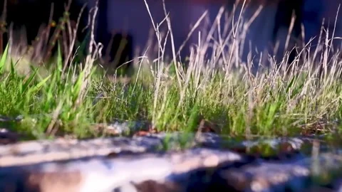Green Grass Growing on an Old Wall Stock Footage 326501467