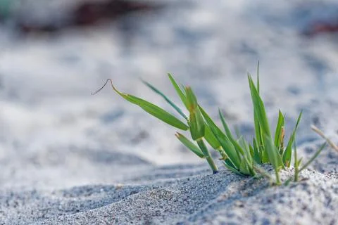 Green grass growing on sandy beach with soft natural light and blurred back.. Stock Photos