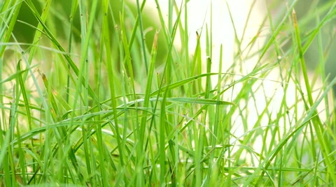 Green grass growing in sunset Stock Footage 50409658