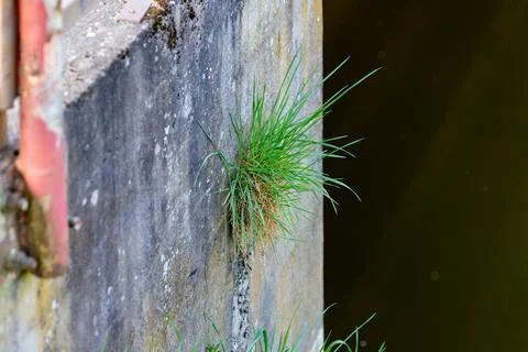 Green grass growing through gray concrete wall demonstrating resilience Stock Photos