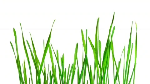 Green grass growing time-lapse - isolated on white background Stock Footage 731621