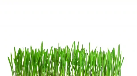 Green grass growing time-lapse - isolated on white background Stock Footage 759945