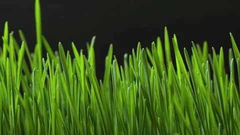 Green grass growing time lapse close up Stock Footage 248833640