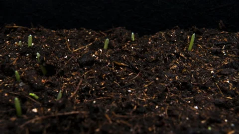 Green grass growing timelapse isolated on black background. Barley germination Video stock 196046086