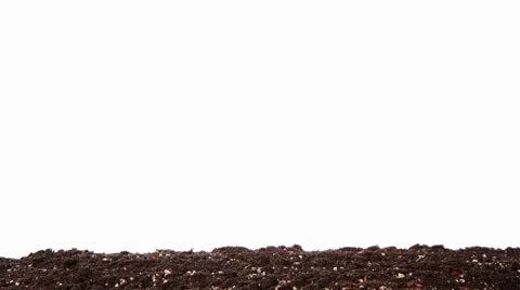 Green grass growing on the white background (Time Lapse) Stock Footage 10592785