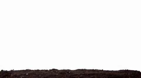 Green grass growing on the white background (Time Lapse) Stock Footage 10608272
