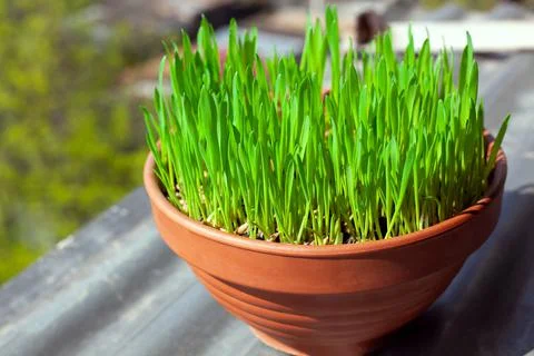 Green grass grows in a ceramic flower pot. Growing cat grass at home balcony Stock Photos