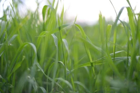 Green grass grows on the field Stock Photos