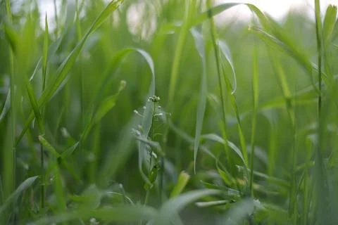 Green grass grows on the field Stock Photos
