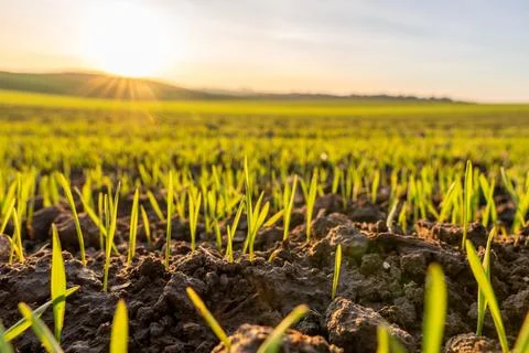 Green Grass Grows in a Field at Sunset With Sunlight Shining on New Plants .. Foto stock