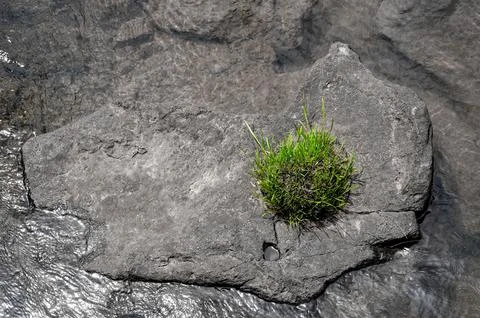 Green grass grows on a gray stone in the river Stock Photos
