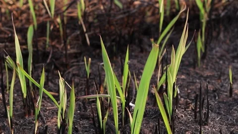 Green grass grows on the ground that has been burned by forest fires. Stock Footage 169797344
