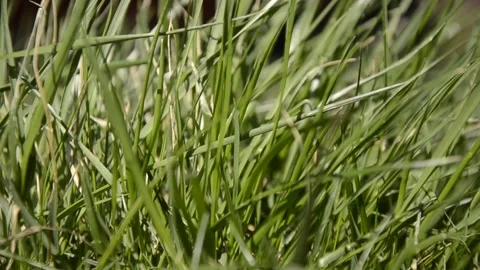Green grass grows on the lawn of a windy sunny day Stock Footage 146853109