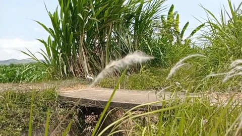 Green grass grows lush Stock Footage 317876678