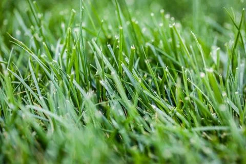 Green grass grows Stock Photos