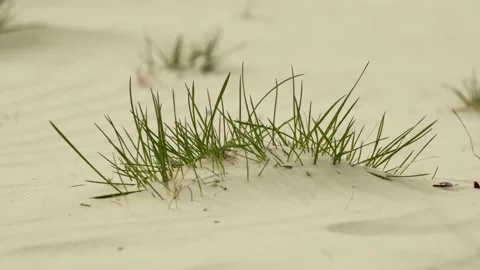 Green grass grows on a sand dune in the desert, close-up, sunny day Stock Footage 194394027