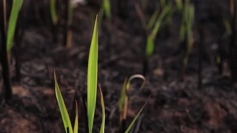 Green grass that grows on the soil burned by forest fires. Stock Footage 169797347