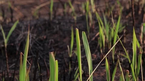Green grass that grows on the soil burned by forest fires. Stock Footage 169797354