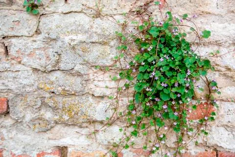 Green grass grows on a stone wall Stock Photos