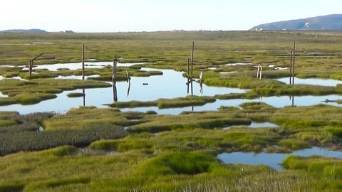 Green grass grows in the swamp Stock Footage 100230344