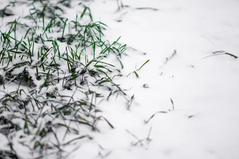 Green grass grows in the thickness of snow Stock Photos