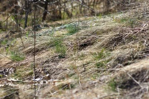 Green grass grows through a dry grass Stock Photos