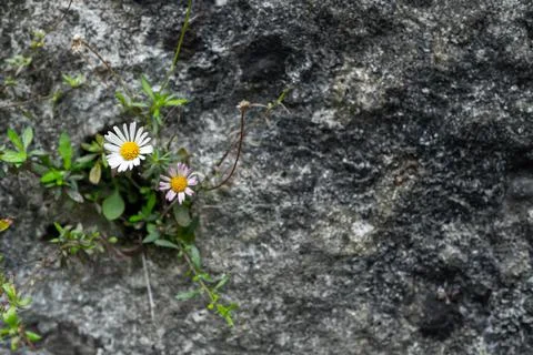 Green grass grows through gray asphalt Stock Photos