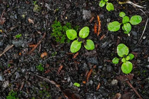 Green grass grows through gray asphalt Stock Photos