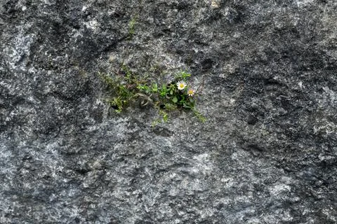Green grass grows through gray asphalt Stock Photos