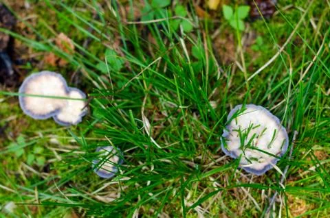 Green grass grows through old stale mushrooms covered with white mold in the Foto stock