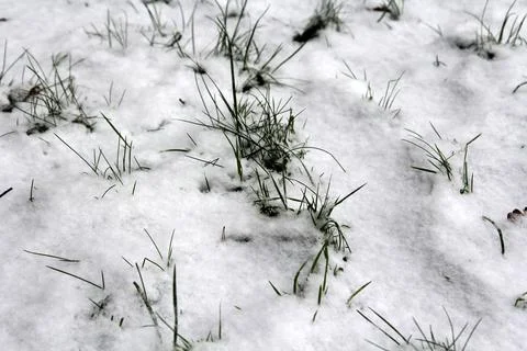 Green grass grows through the snow 库存照片
