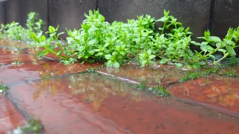 Green grass grows through wet tiles Stock Footage 335544639