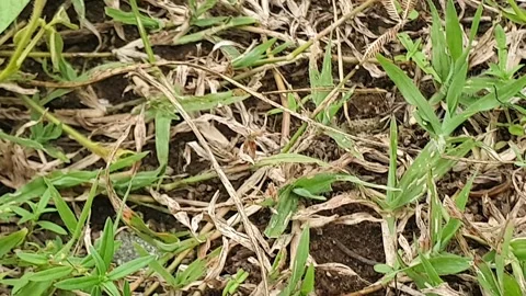 Green grass grows wild on the ground Stock Footage 305040899